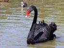 Black Swan (WWT Slimbridge June 2015) - pic by Nigel Key